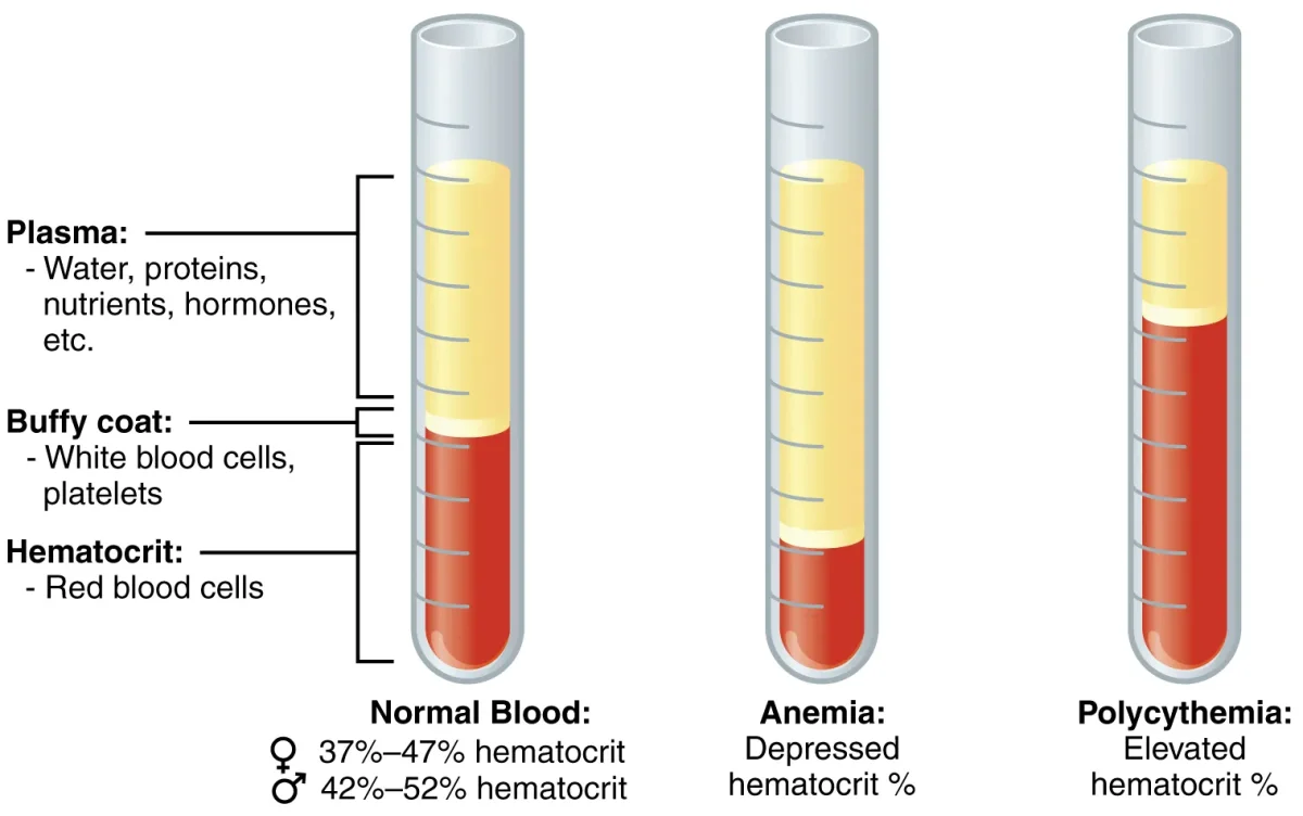 Diagram showing a centrifuged blood sample separated into three layers: plasma on top (55%), buffy coat of white blood cells and platelets in the middle, and packed red blood cells on the bottom (45%)