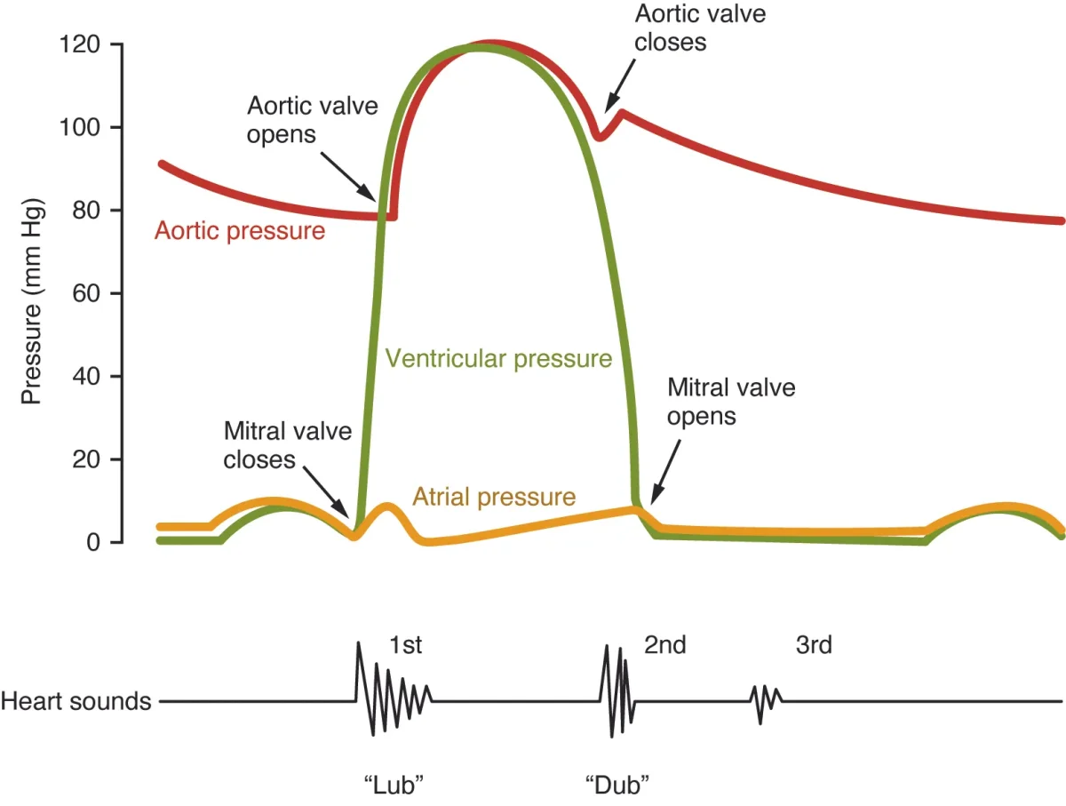 Pressure diagram showing aortic, ventricular, and atrial pressure curves during one cardiac cycle, with valve opening and closing events and heart sounds S1 and S2 labeled