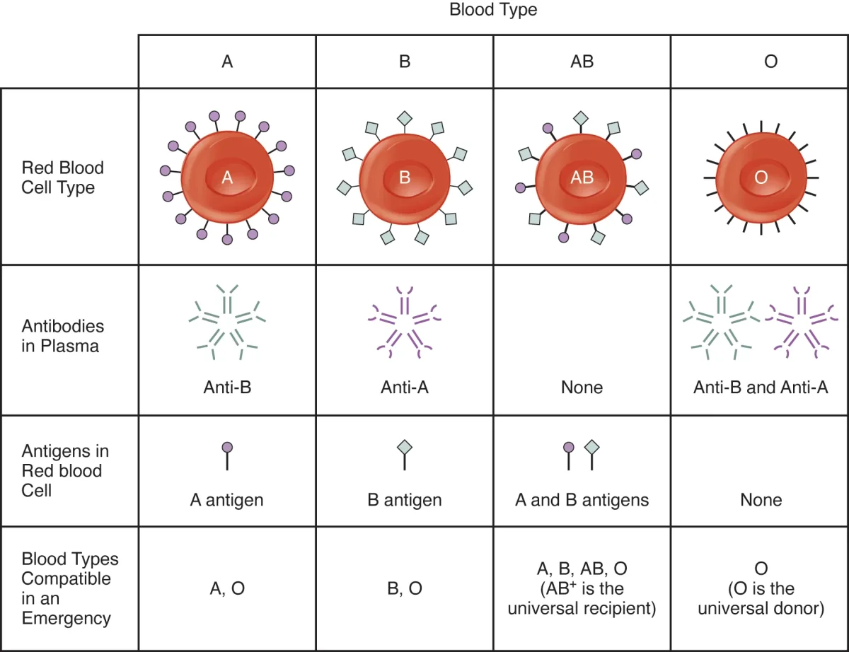 Diagram showing the four ABO blood types with their corresponding surface antigens on red blood cells and antibodies in the plasma