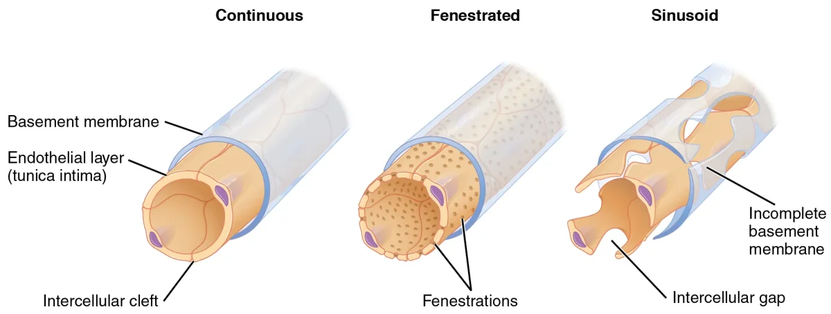Diagram comparing the three types of capillaries: continuous capillaries with tight junctions, fenestrated capillaries with pores, and sinusoidal capillaries with large gaps between endothelial cells