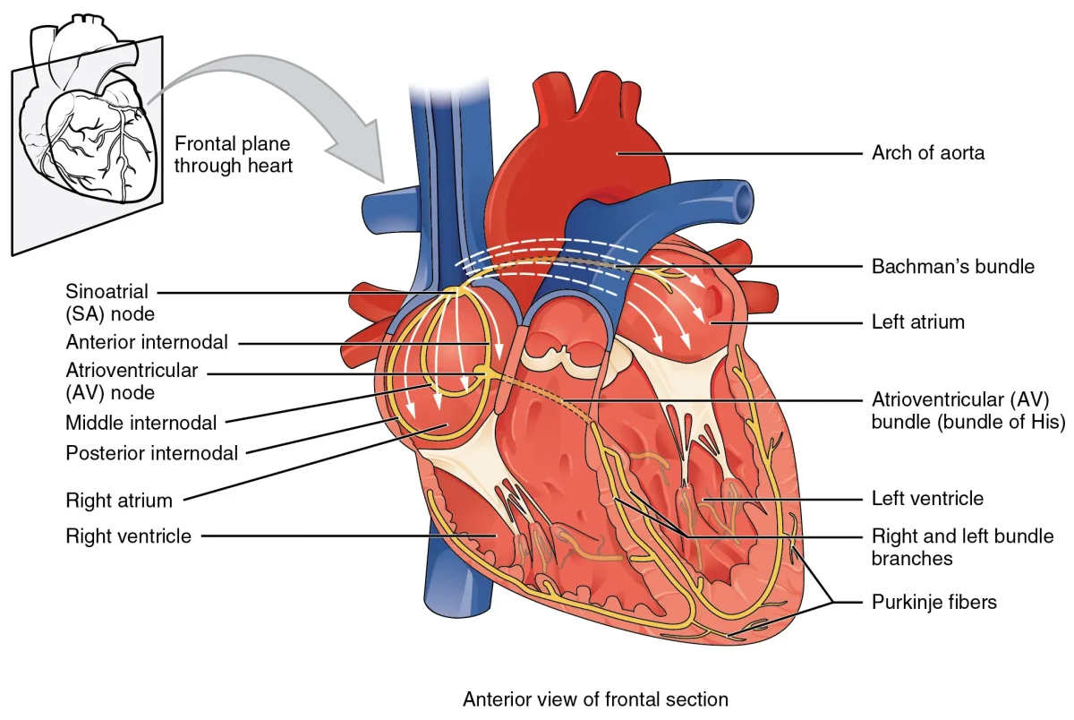 Diagram of the heart showing the cardiac conduction system pathway from the SA node through the AV node, Bundle of His, bundle branches, and Purkinje fibers