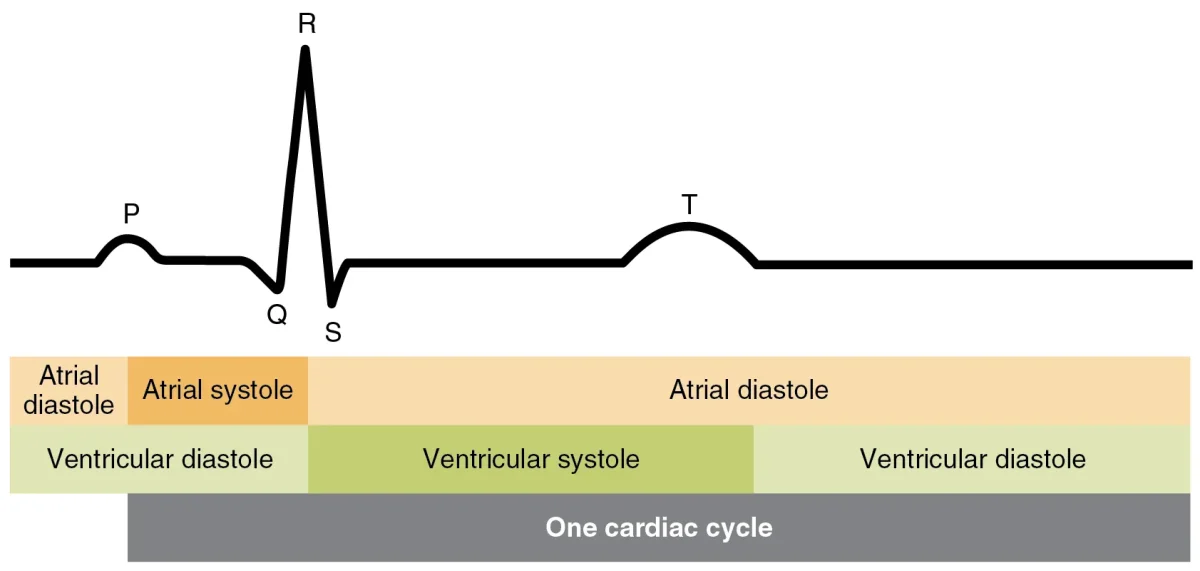 ECG tracing showing the P wave for atrial depolarization, the QRS complex for ventricular depolarization, and the T wave for ventricular repolarization, with labeled intervals and the corresponding phases of atrial and ventricular systole and diastole