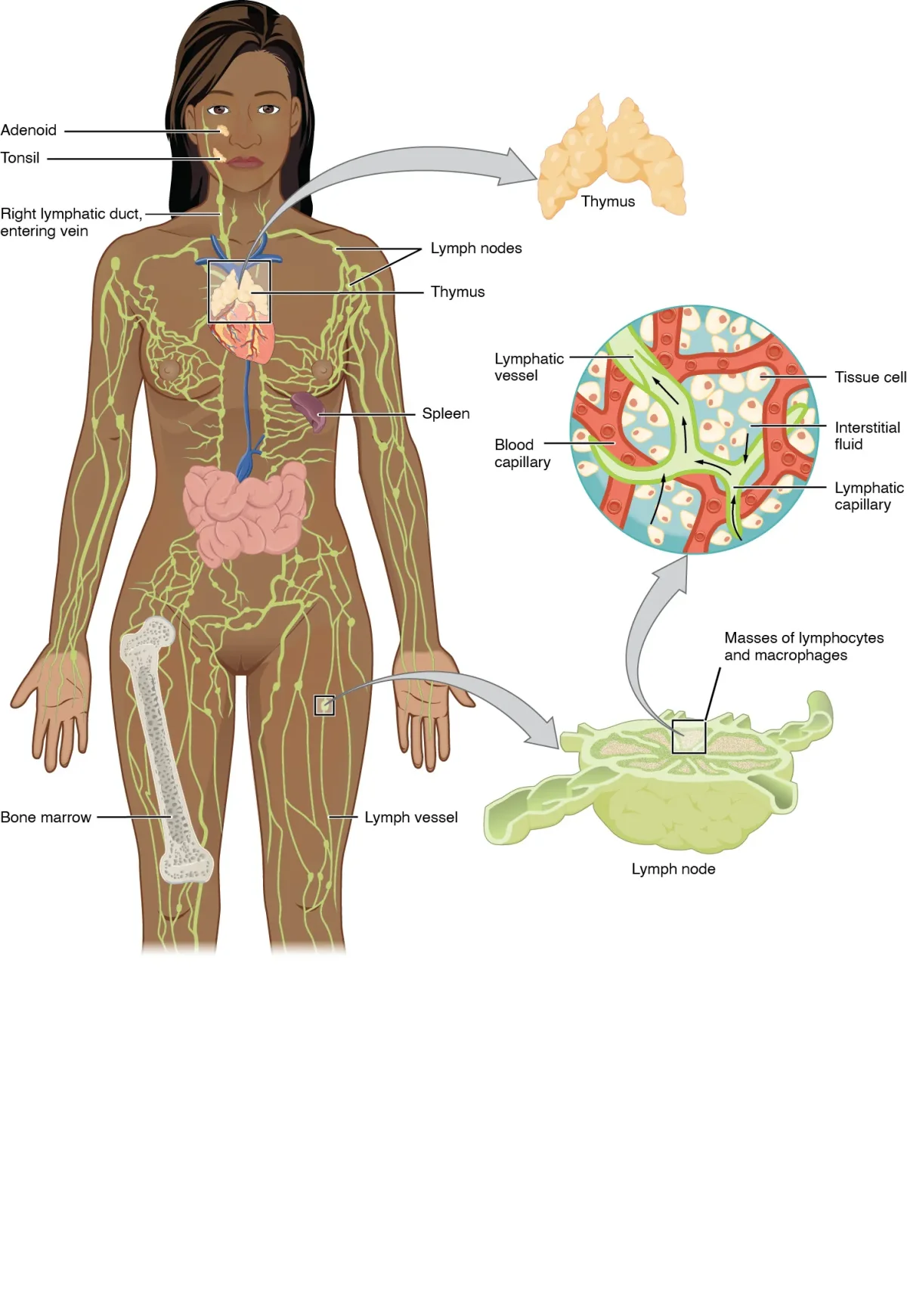 Diagram of the human lymphatic system showing the network of lymphatic vessels, major lymph node clusters, the thoracic duct, the spleen, and the thymus