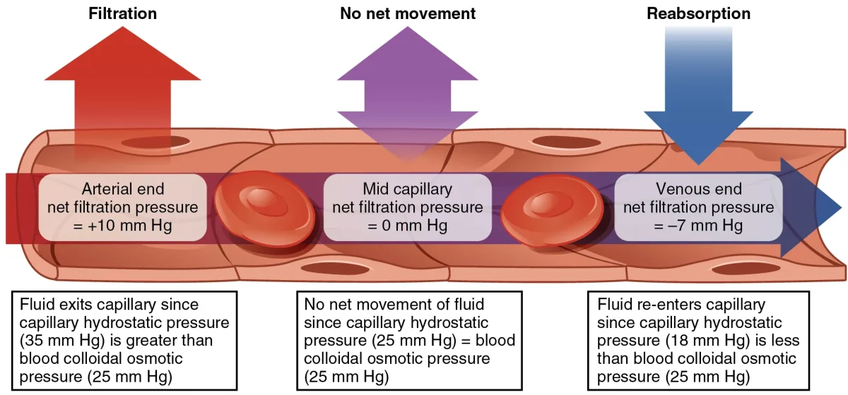 Diagram showing capillary exchange with hydrostatic pressure forcing fluid out at the arteriole end and oncotic pressure pulling fluid back in at the venule end, with net filtration and reabsorption labeled