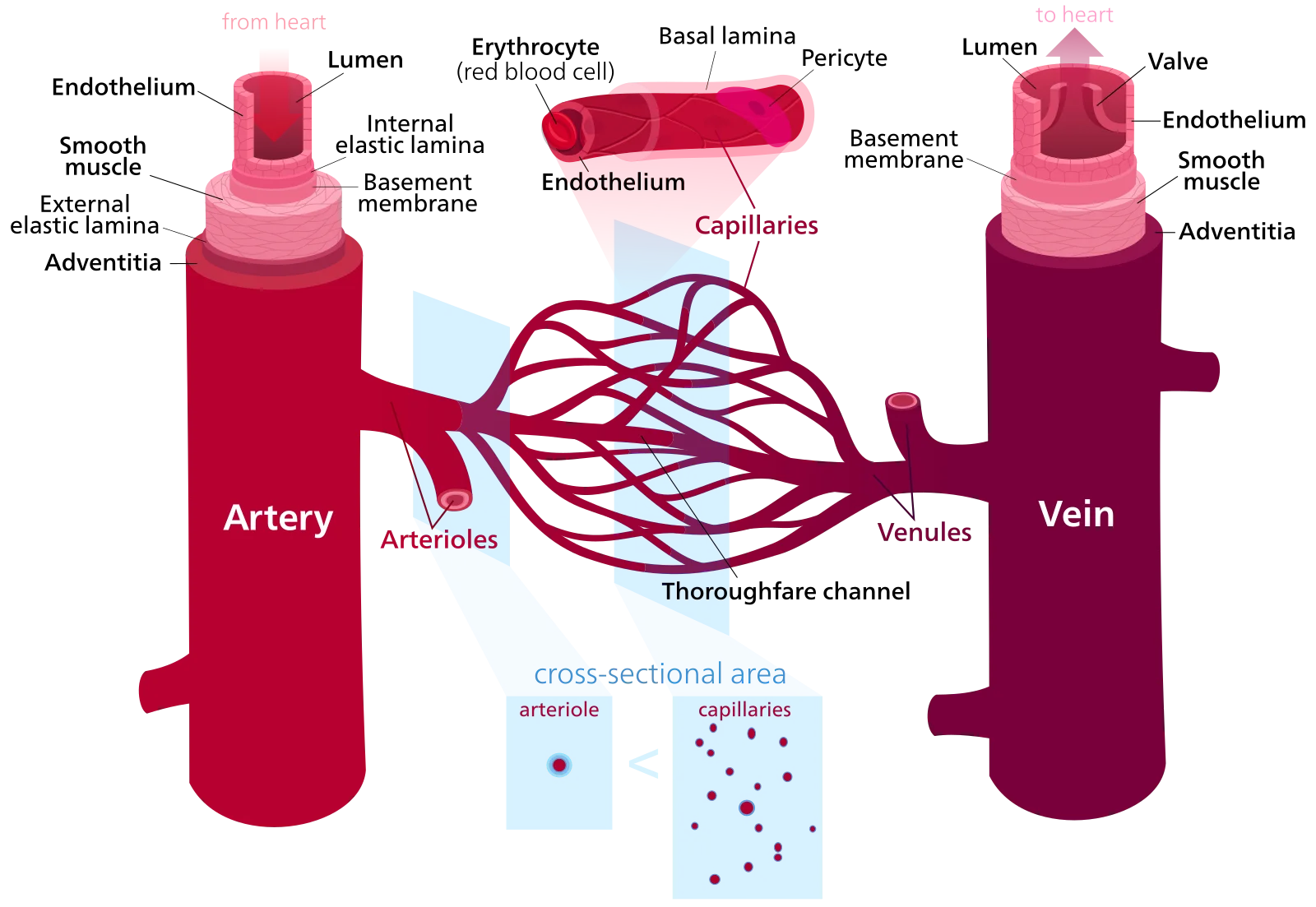 Side-by-side comparison of artery, vein, and capillary showing structural differences in wall thickness and lumen size