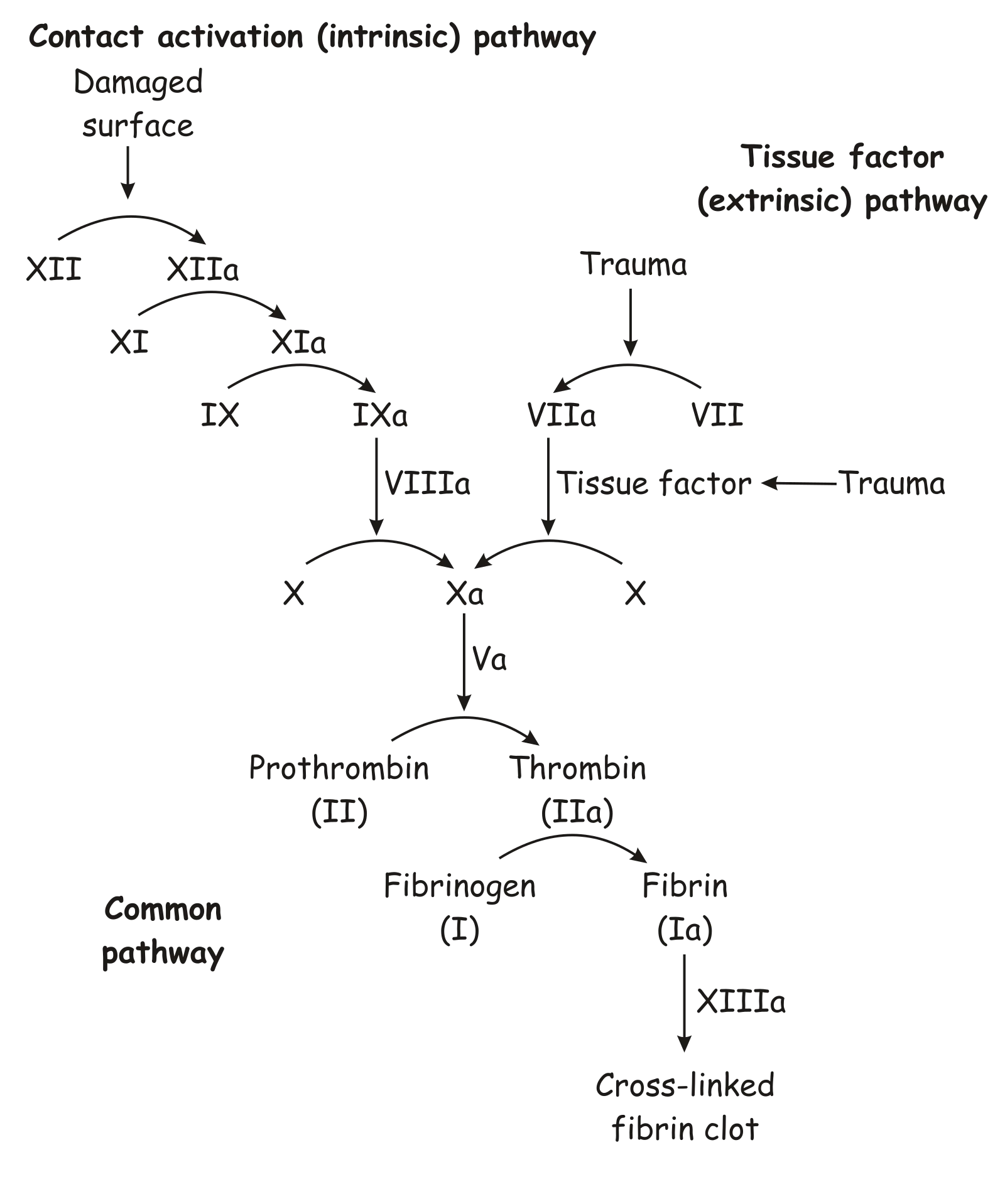 Simplified coagulation cascade showing intrinsic pathway, extrinsic pathway, and common pathway leading to fibrin clot