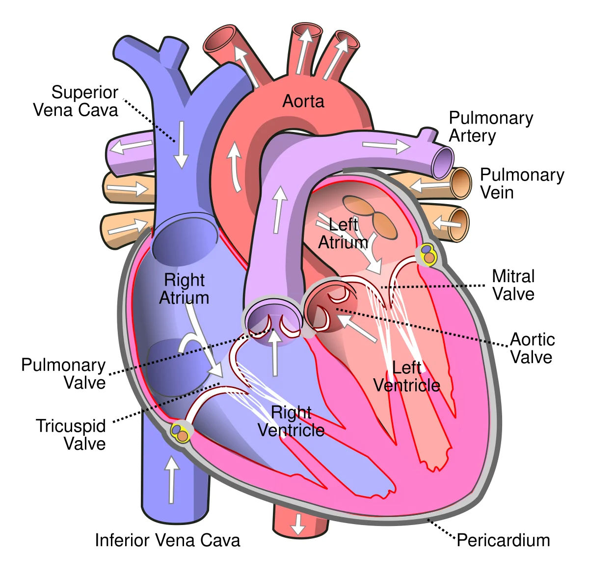 Cross-sectional diagram of the human heart showing the four chambers, four valves, aorta, pulmonary artery and vein, vena cava, and color-coded blood flow direction