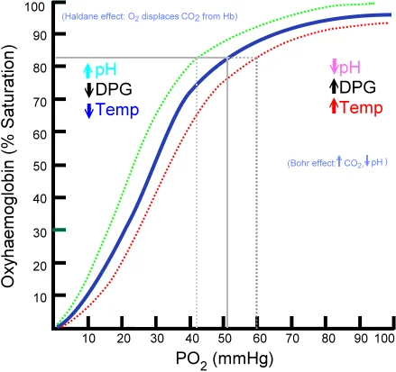 Oxygen-hemoglobin dissociation curve showing sigmoid relationship between oxygen partial pressure and percent hemoglobin saturation, with right shift due to increased CO2, H+, temperature, and 2,3-BPG