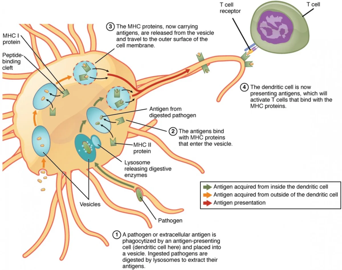 Diagram showing the process of antigen processing and presentation by antigen-presenting cells, linking innate detection to adaptive T cell activation