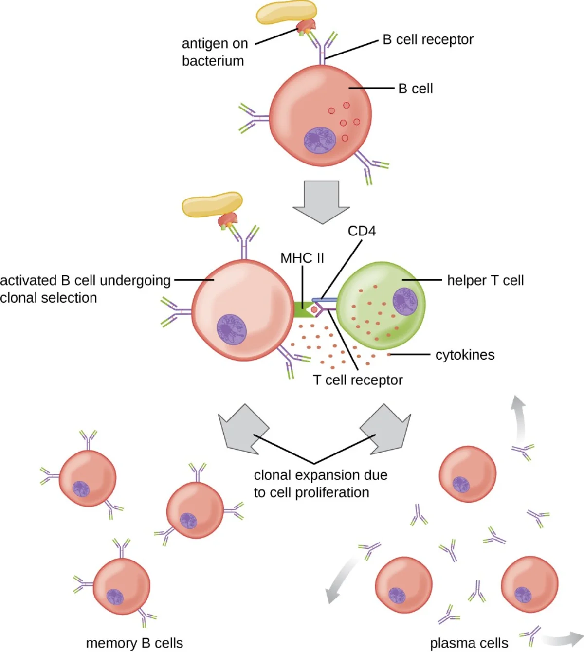 Diagram showing B cell activation, clonal expansion into plasma cells producing antibodies, and formation of memory B cells for long-term immunity