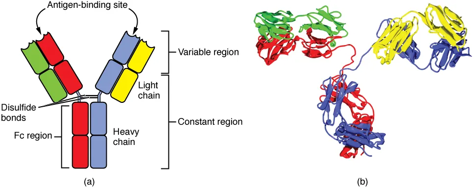 Diagram of antibody Y-shaped structure showing two heavy chains and two light chains connected by disulfide bonds, with variable regions at the tips forming antigen-binding sites (Fab region) and constant regions forming the stem (Fc region)