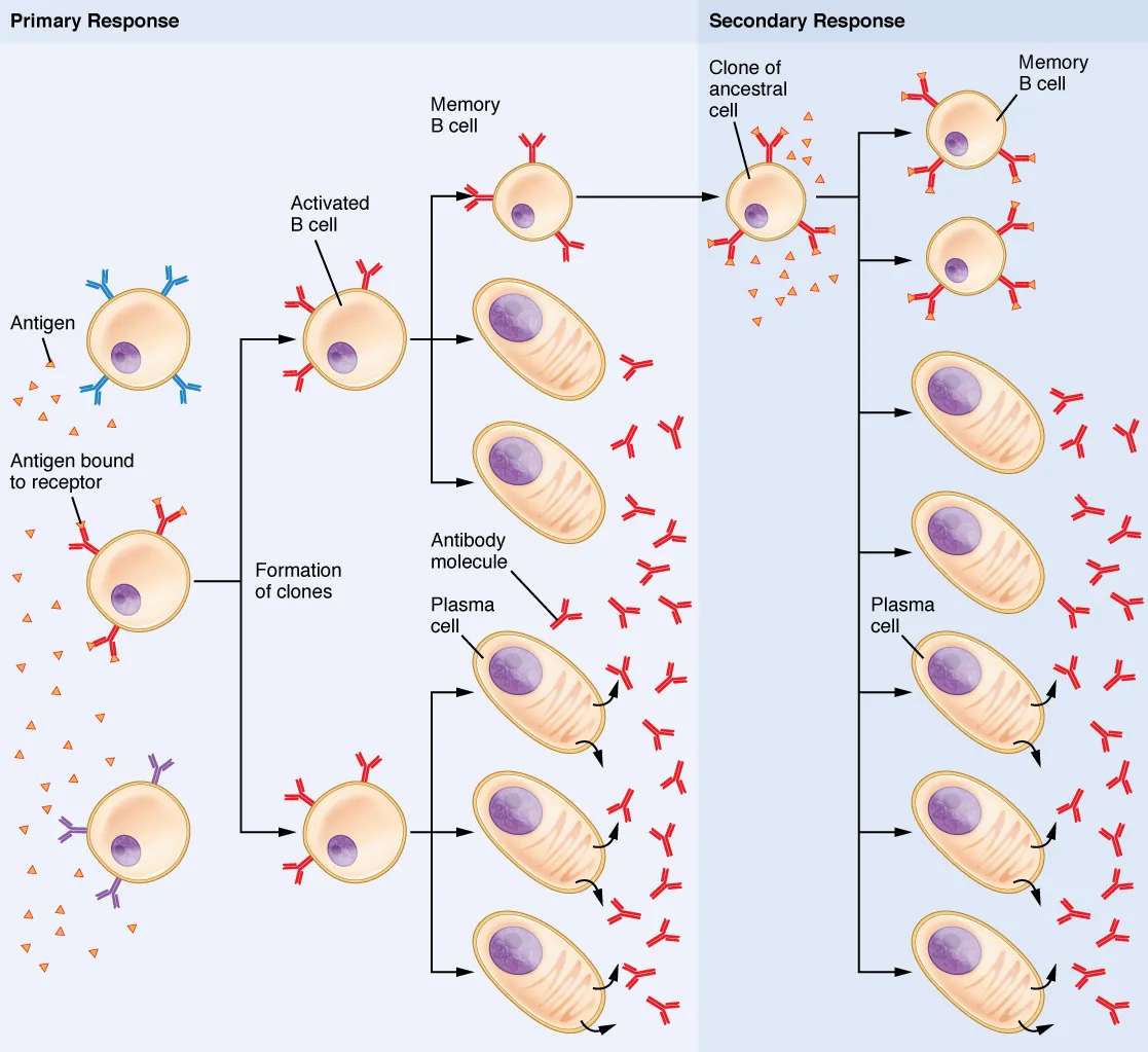 Diagram showing B cell clonal selection: antigen binds to a specific B cell, which then proliferates (clonal expansion) and differentiates into antibody-secreting plasma cells and long-lived memory B cells