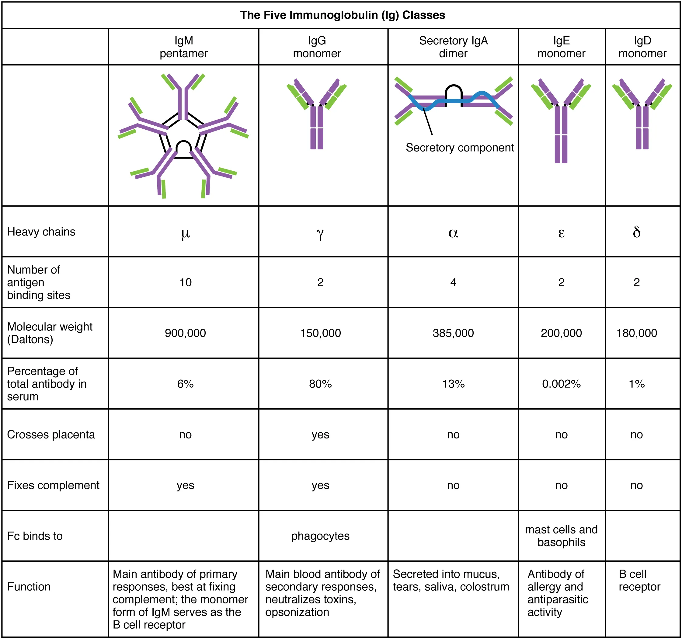Diagram comparing the five immunoglobulin classes: IgG (monomer), IgA (dimer with J chain), IgM (pentamer with J chain), IgD (monomer on B cell surface), and IgE (monomer bound to mast cells)