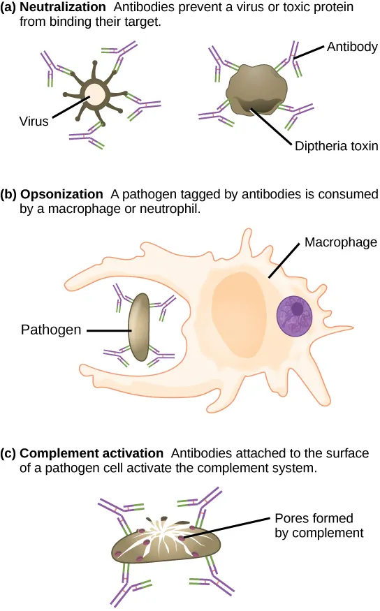 Diagram showing four mechanisms of antibody action: neutralization (blocking pathogen binding), opsonization (coating for phagocytosis), complement activation (triggering MAC formation), and agglutination (clumping pathogens)