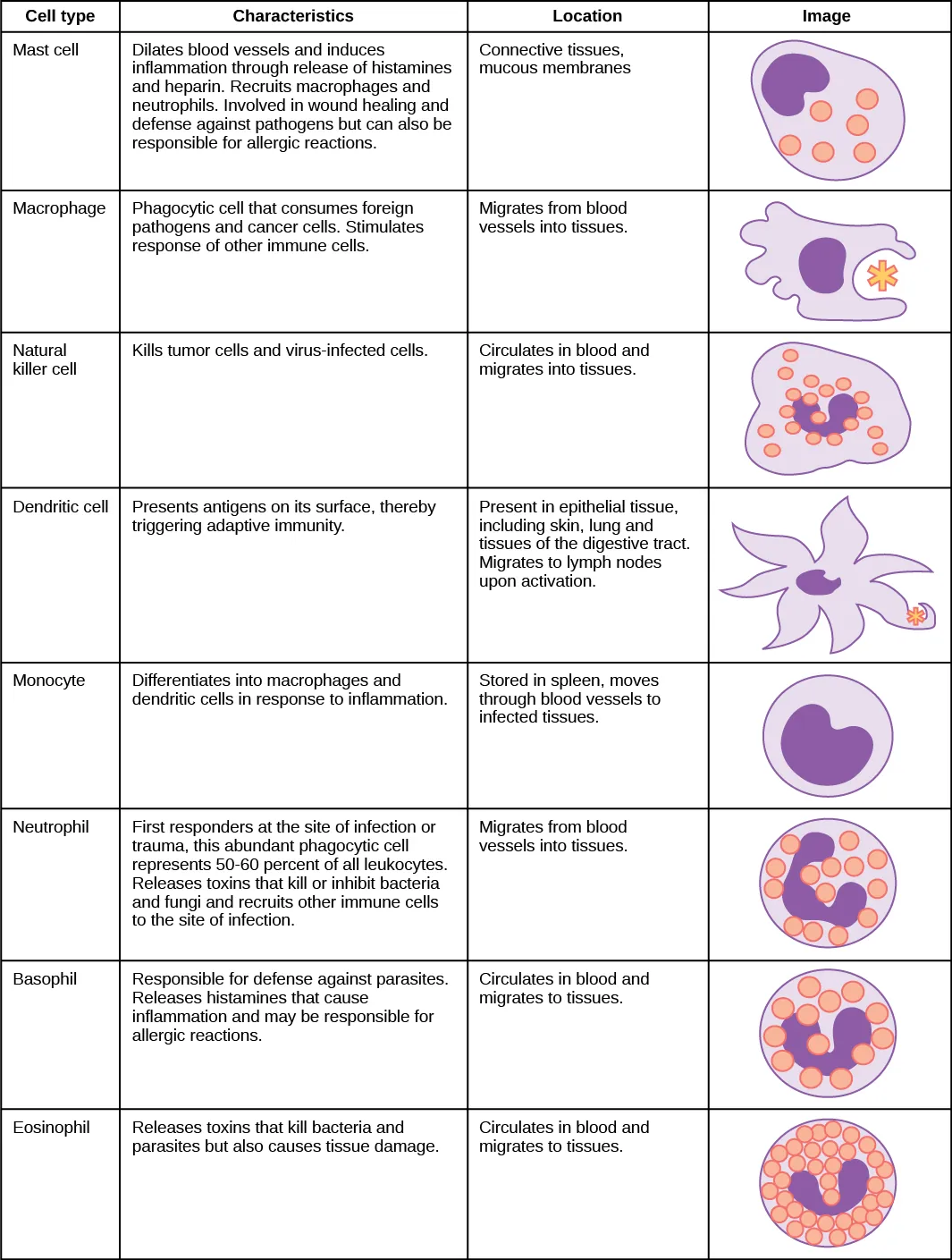 Overview diagram of immune cells showing hematopoietic stem cell differentiation into myeloid lineage (neutrophils, eosinophils, basophils, monocytes, macrophages, dendritic cells, mast cells) and lymphoid lineage (T cells, B cells, NK cells)