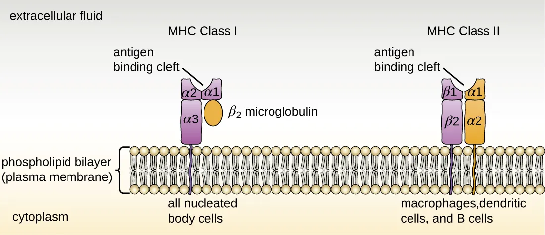 Side-by-side comparison of MHC I and MHC II structures on the cell membrane, showing MHC I on all nucleated cells and MHC II on antigen-presenting cells
