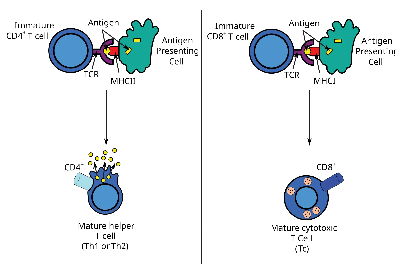 Diagram showing antigen presentation to CD4+ helper T cells via MHC II and CD8+ cytotoxic T cells via MHC I