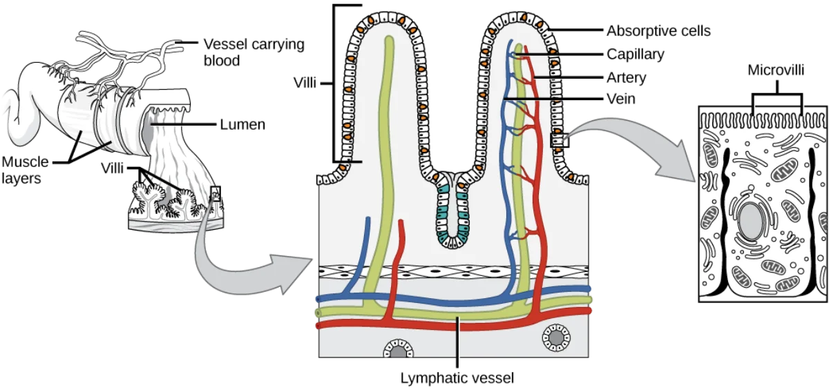 Detailed diagram of intestinal villi and microvilli showing the three levels of surface area amplification: circular folds, villi with capillaries and lacteal, and microvilli (brush border) on each enterocyte