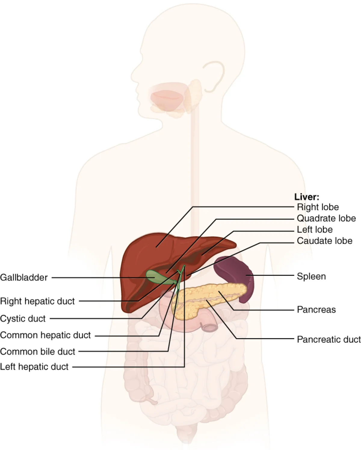 Diagram showing the liver, gallbladder, and pancreas with the bile duct system including the common hepatic duct, cystic duct, common bile duct, and pancreatic duct converging at the ampulla of Vater