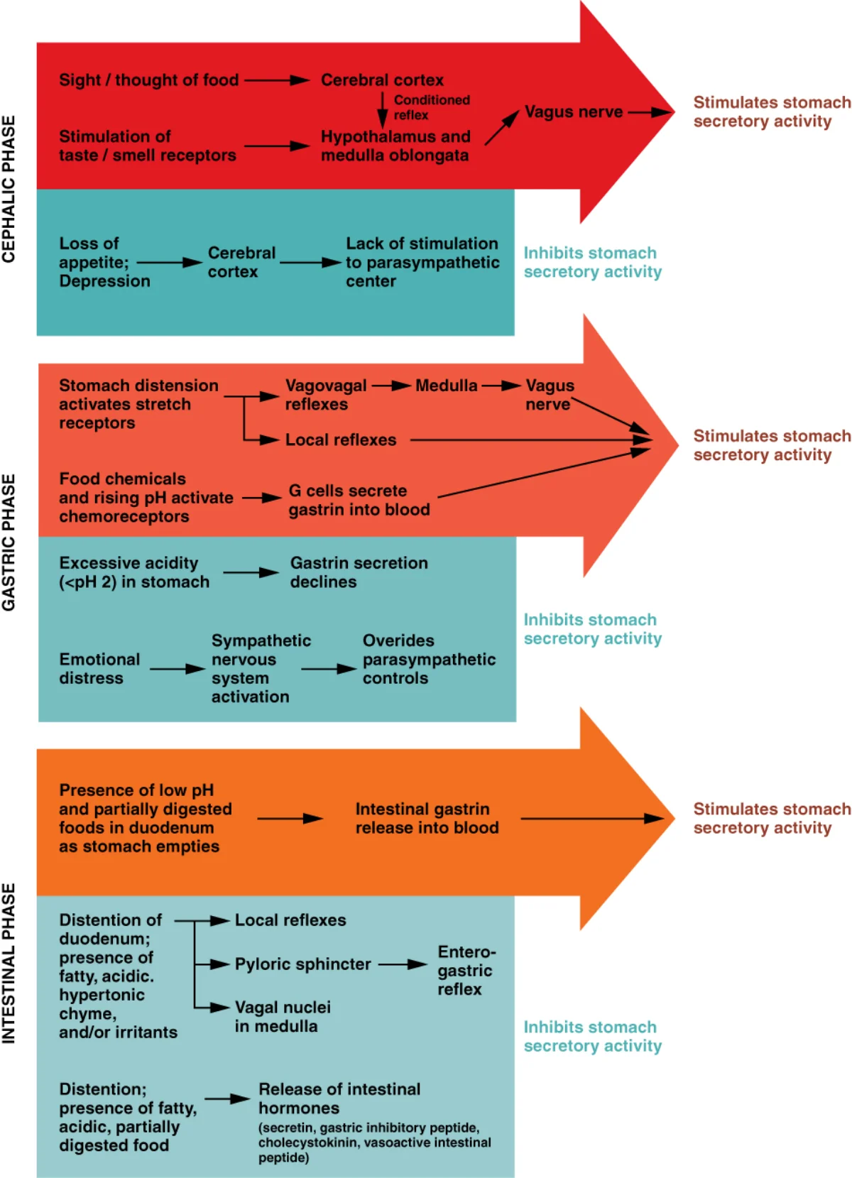 Diagram showing the three phases of gastric secretion: cephalic phase triggered by sight and smell via vagus nerve, gastric phase triggered by food in stomach via gastrin, and intestinal phase triggered by chyme in duodenum via secretin and CCK