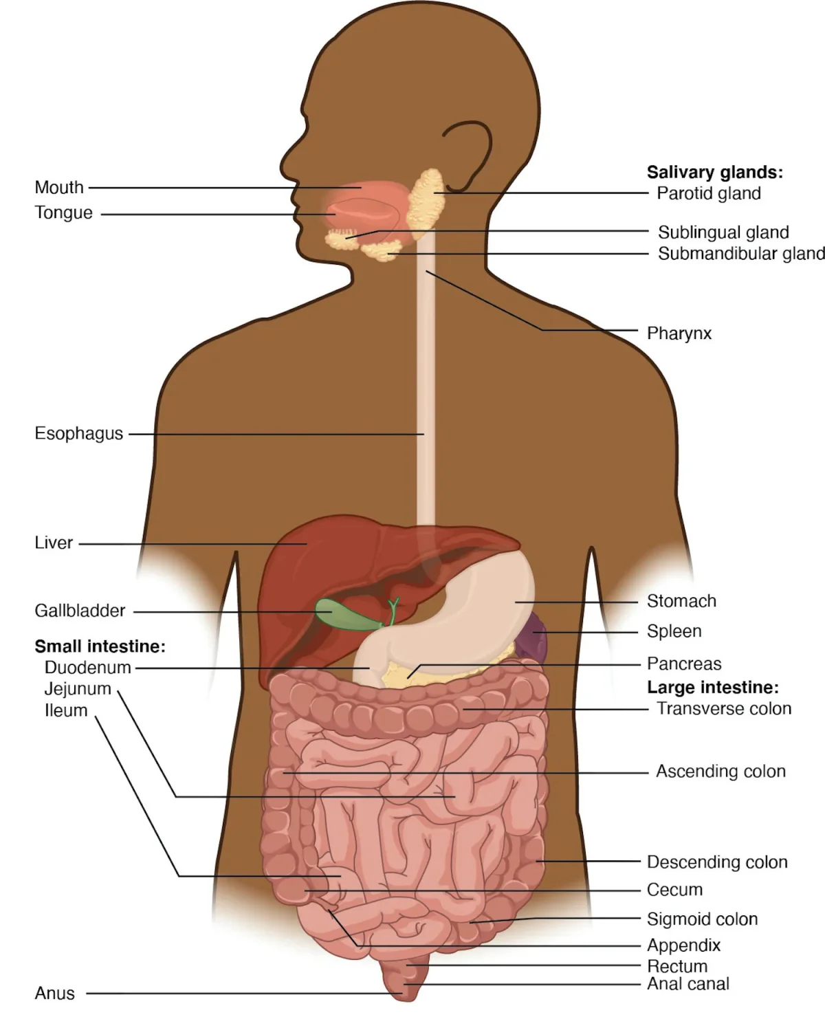 Overview diagram of the human digestive system showing the alimentary canal from mouth to anus with labeled organs including esophagus, stomach, small intestine, large intestine, and accessory organs