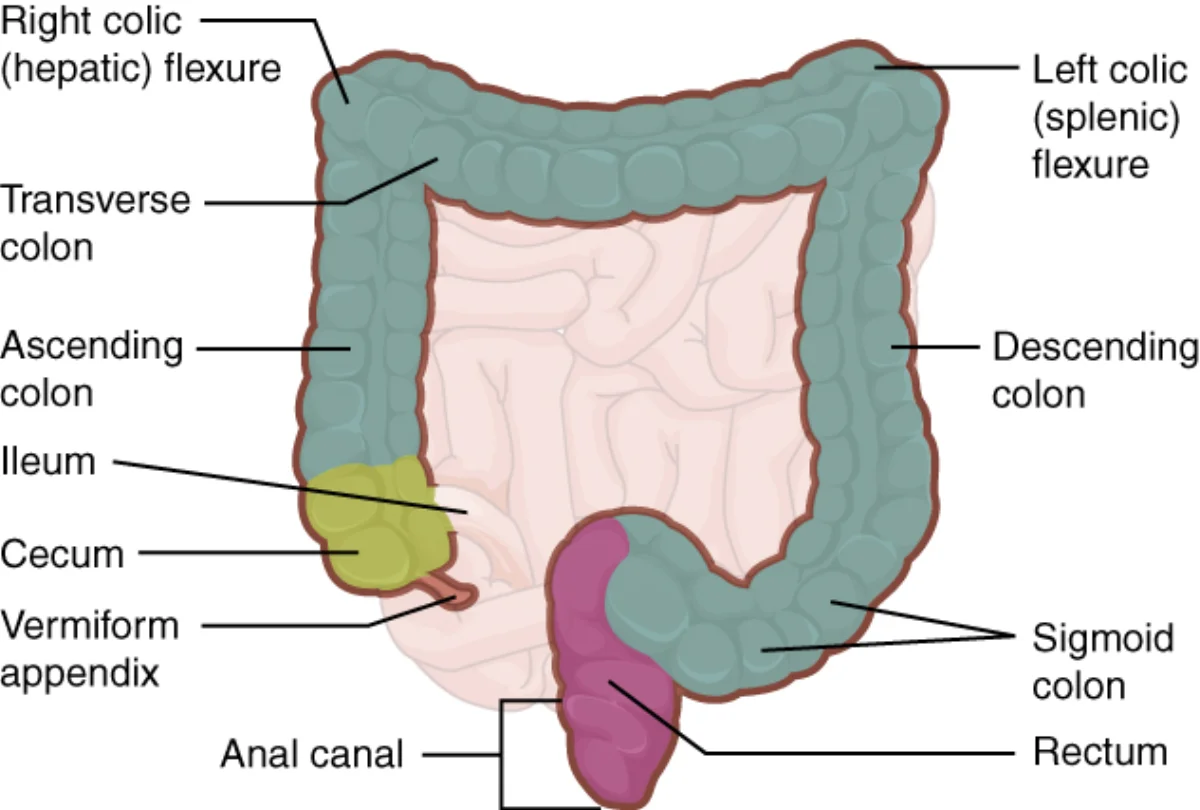 Anatomy of the large intestine showing the cecum, appendix, ascending colon, transverse colon, descending colon, sigmoid colon, rectum, and anal canal with internal and external sphincters