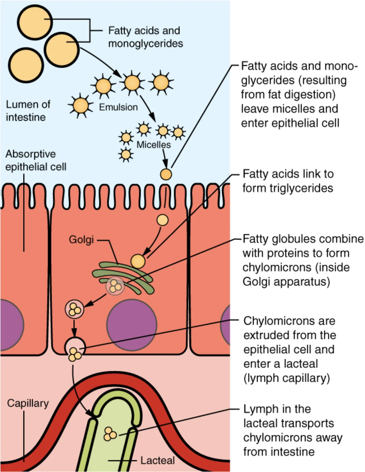 Diagram showing the lipid absorption pathway from bile emulsification to micelle formation to enterocyte uptake to chylomicron assembly and export into lacteals