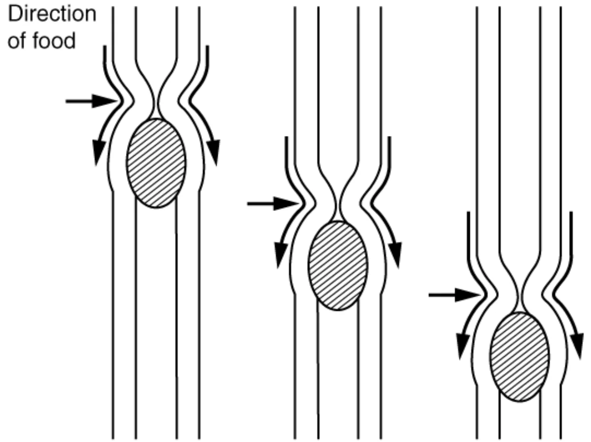 Diagram showing peristalsis with circular and longitudinal muscle contraction waves pushing a food bolus through the GI tract