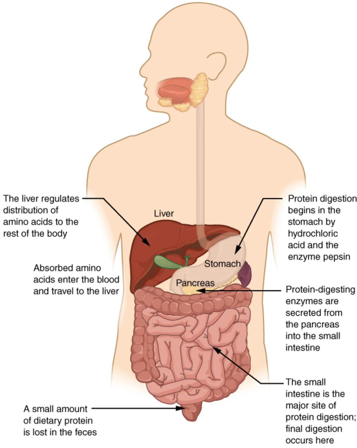 Flowchart showing protein digestion from stomach through small intestine, with pepsin cleaving proteins into peptides and then pancreatic proteases and brush-border peptidases producing amino acids