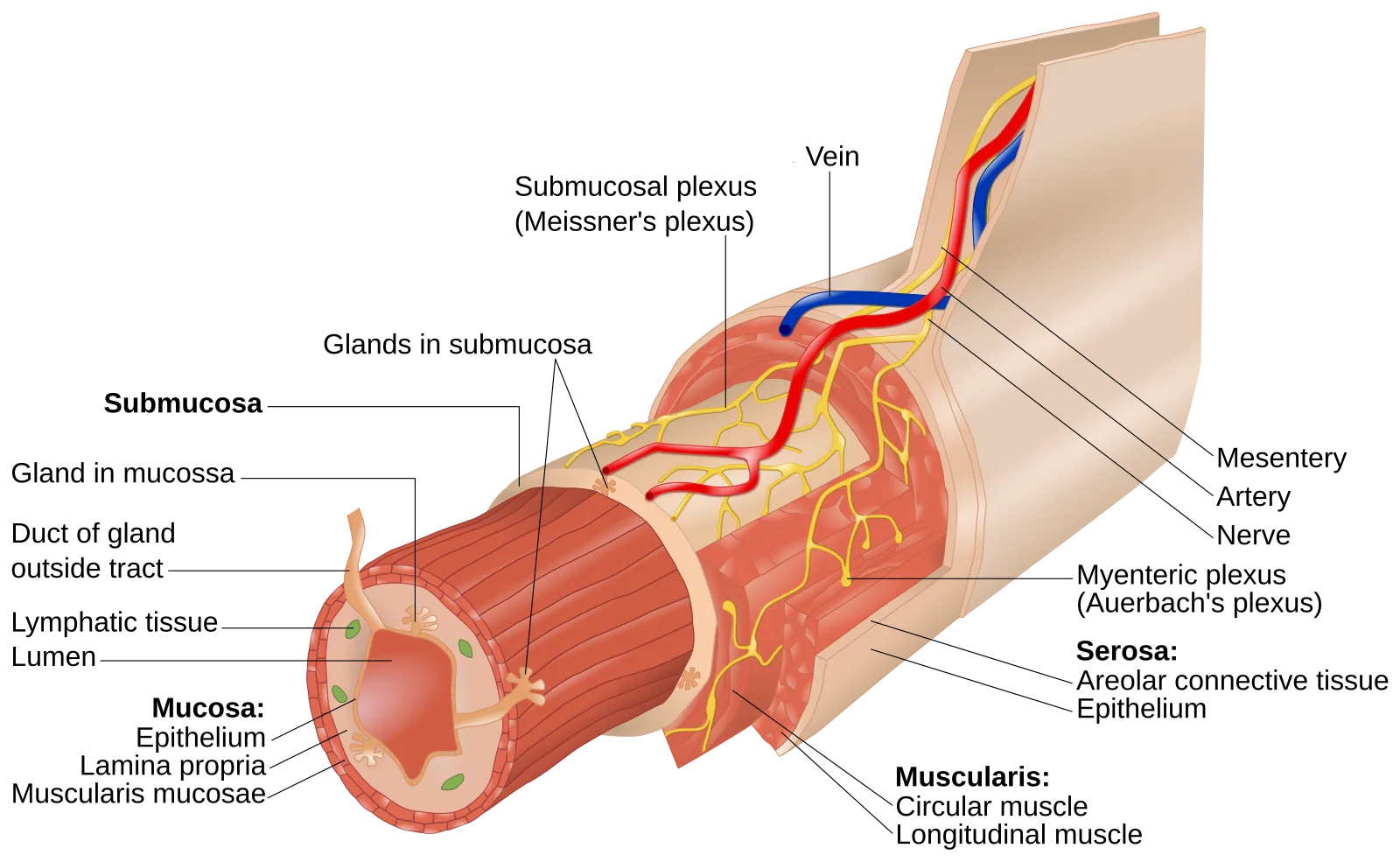Cross-section of the GI tract wall showing the four layers: mucosa, submucosa, muscularis (circular and longitudinal), and serosa