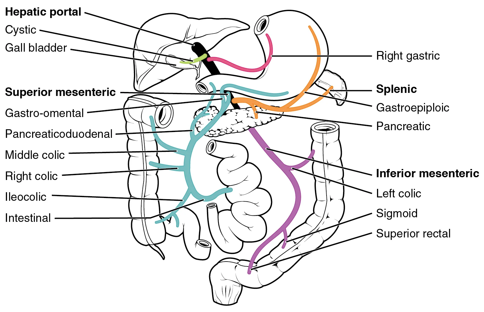 Labeled diagram of the hepatic portal venous system showing blood flow from intestinal capillaries through the hepatic portal vein to the liver