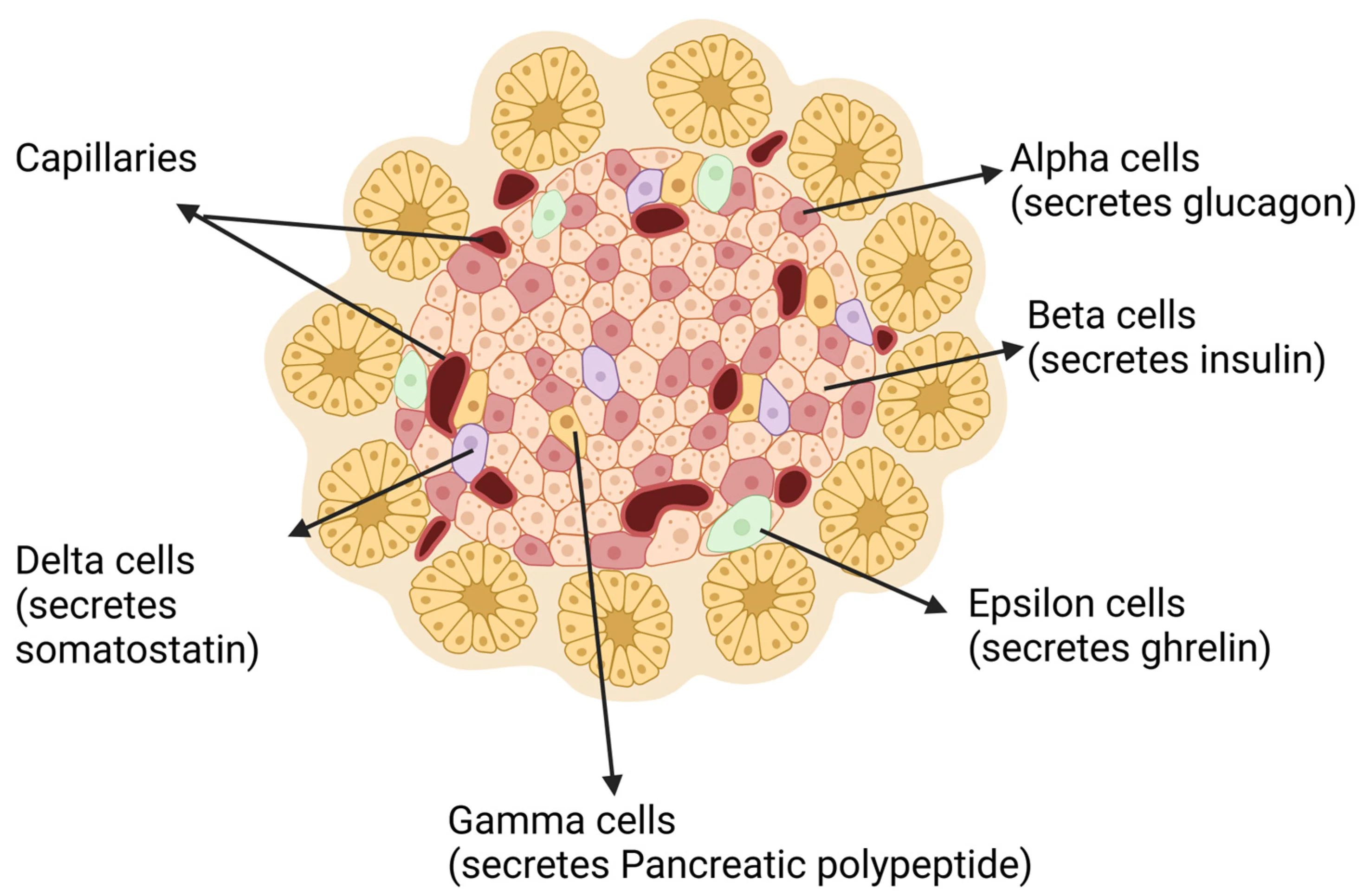 Labeled diagram of a pancreatic islet showing alpha cells (glucagon), beta cells (insulin), delta cells (somatostatin), and surrounding capillaries
