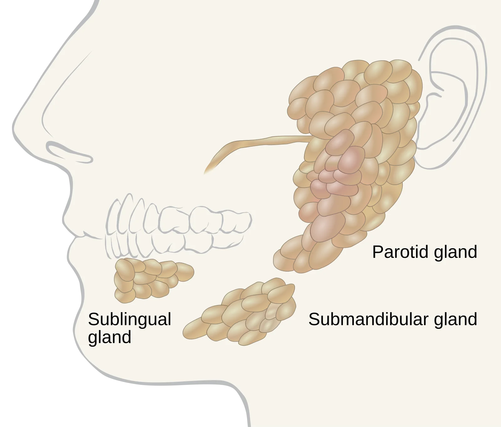 Labeled diagram of the three major salivary glands: parotid, submandibular, and sublingual