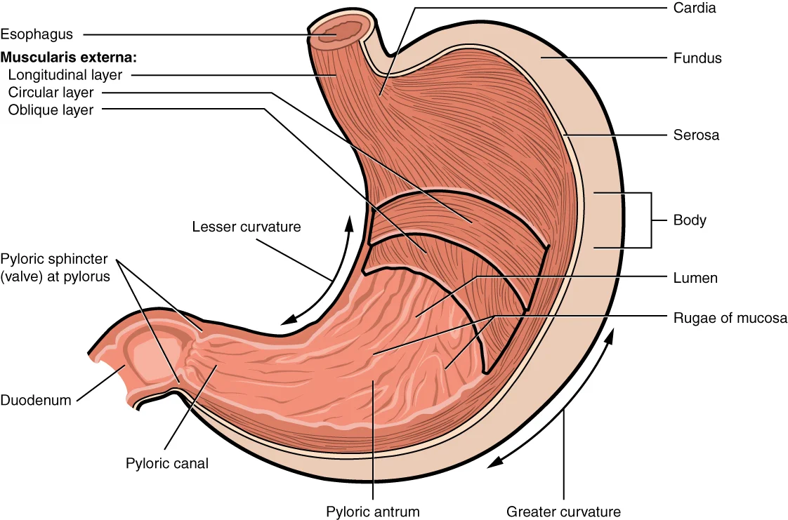 Labeled diagram of stomach anatomy showing cardia, fundus, body, pylorus, and muscularis layers