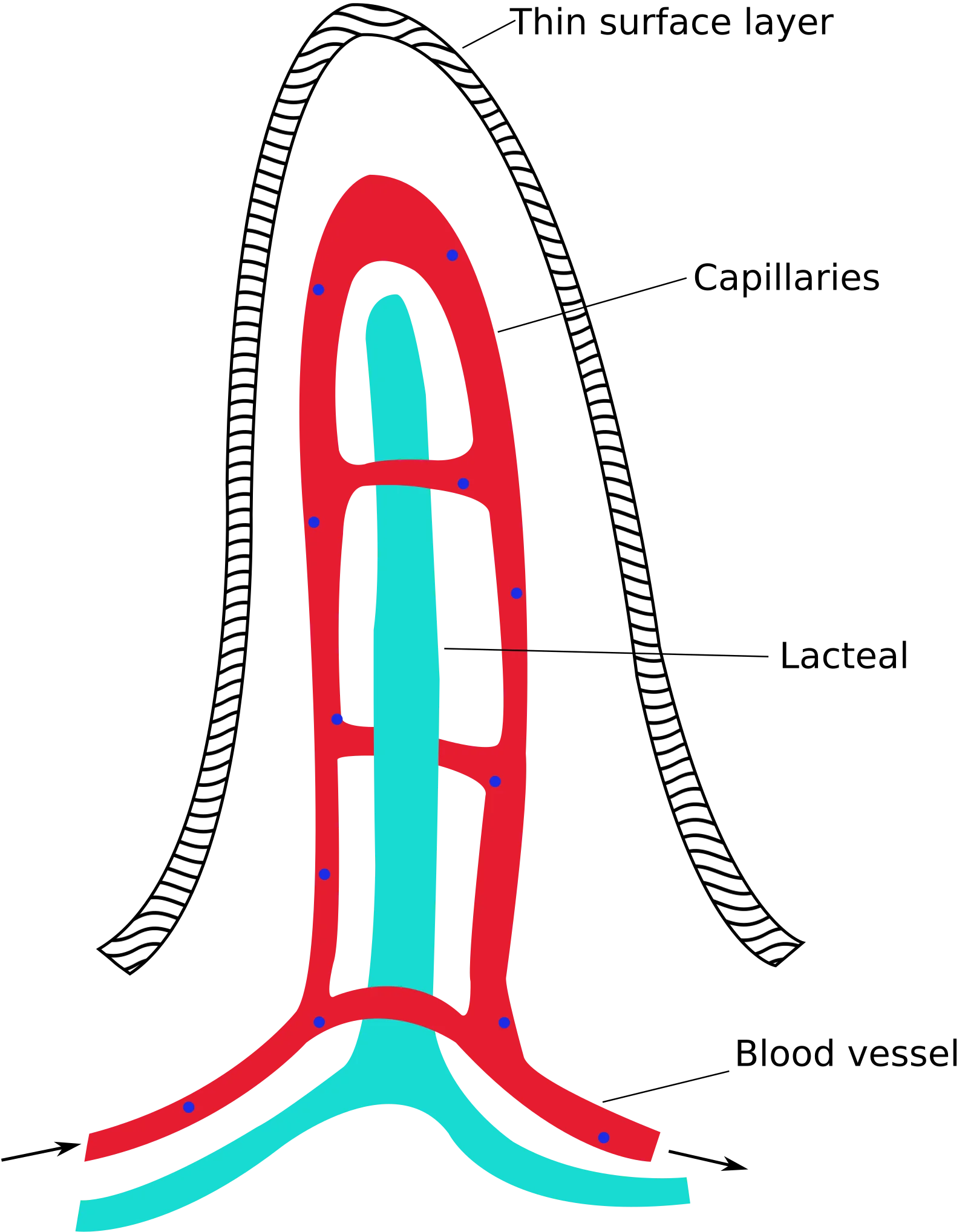 Labeled cross-section of an intestinal villus showing epithelial cells, capillary network, lacteal, and brush border