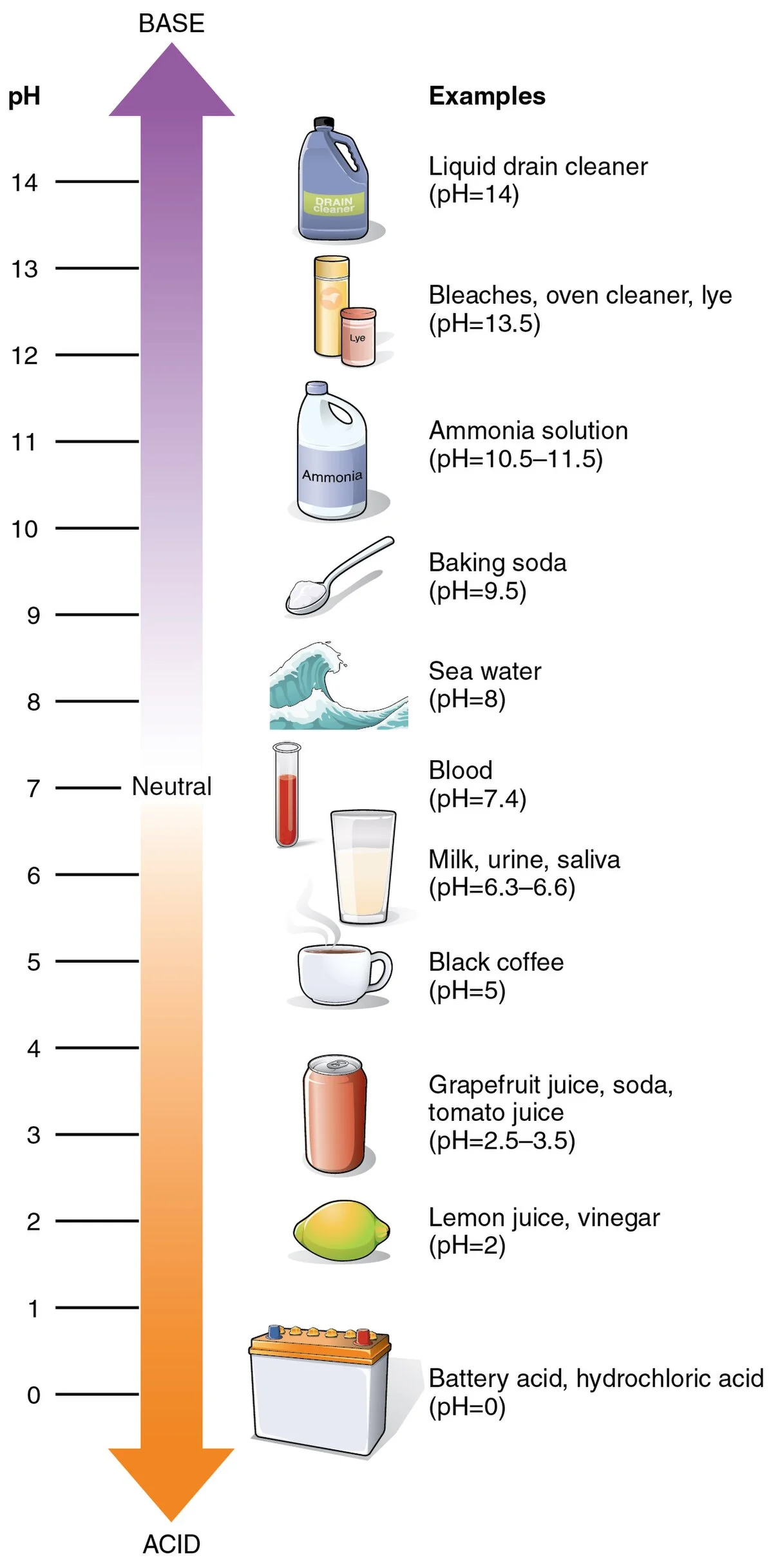 The pH scale from 0 to 14 showing common substances at each pH level