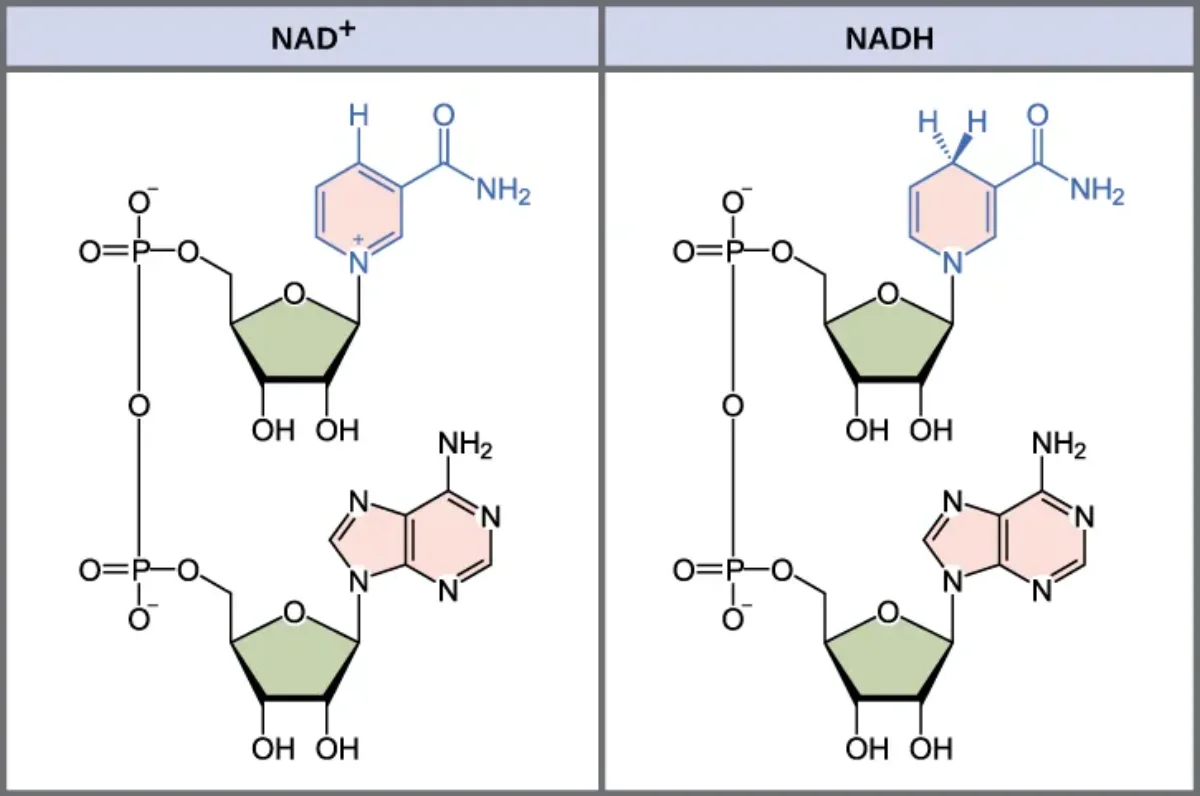 Side-by-side molecular structures of NAD+ (oxidized form) and NADH (reduced form), showing the nicotinamide ring accepting two electrons and one hydrogen to convert from NAD+ to NADH
