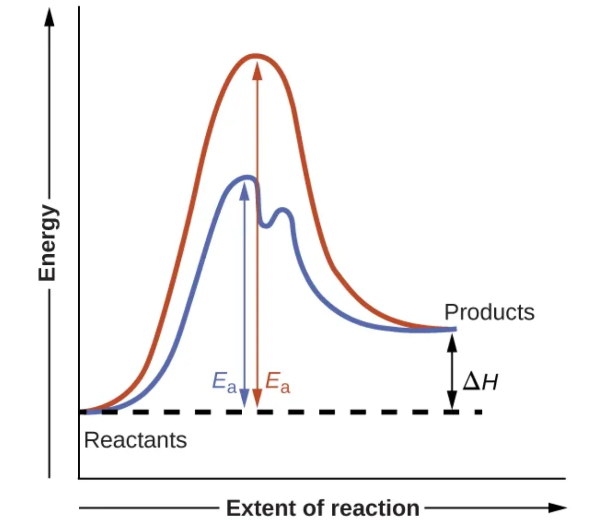 Reaction coordinate diagram comparing catalyzed (blue, lower peaks) and uncatalyzed (red, higher peak) reaction pathways, showing that the catalyzed pathway has lower activation energy Ea while both pathways have the same reactant and product energy levels and the same delta H