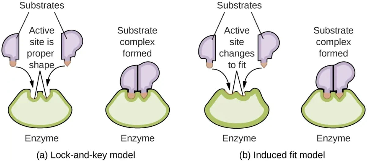 Two enzyme-substrate binding models: (a) lock-and-key model where the substrate fits perfectly into the active site without any change in enzyme shape, and (b) induced fit model where the active site changes shape to accommodate the substrate, forming the enzyme-substrate complex