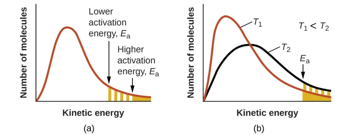 Two panels showing Maxwell-Boltzmann distributions: (a) shows shaded area above activation energy threshold, (b) compares distributions at temperature T1 and higher temperature T2, showing more molecules exceed activation energy Ea at the higher temperature