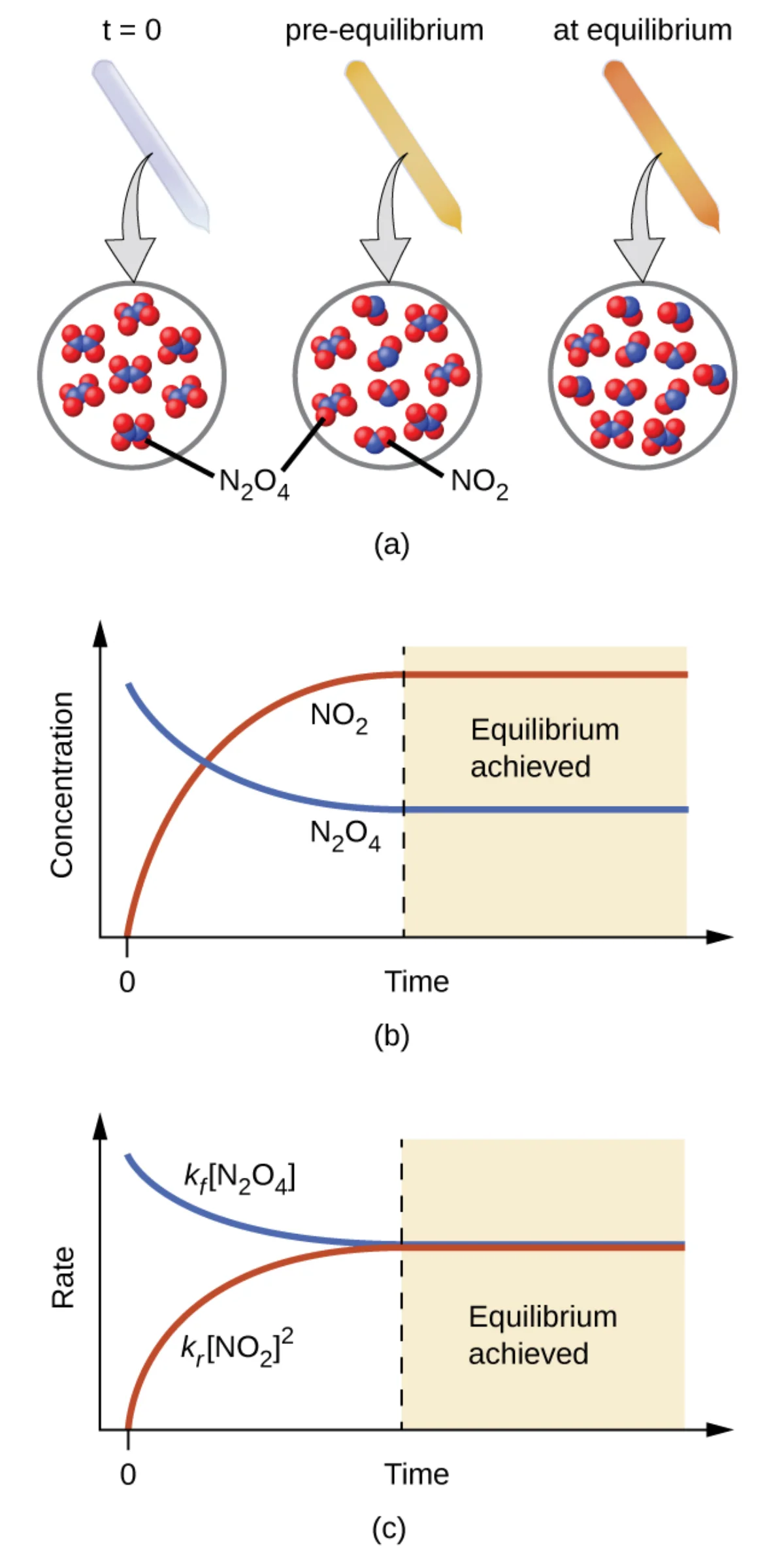 Three-part diagram showing the N2O4 and NO2 equilibrium system progressing from t=0 (all N2O4, colorless) through pre-equilibrium to equilibrium (mixture of N2O4 and brown NO2), with corresponding concentration vs time and rate vs time graphs showing forward and reverse rates converging