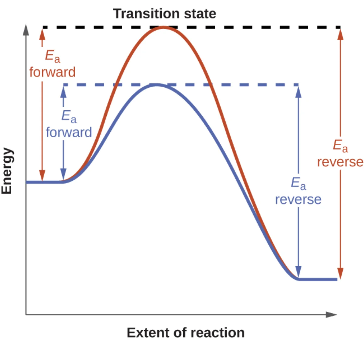 Reaction coordinate diagram comparing an uncatalyzed reaction (red curve with higher activation energy peak) and a catalyzed reaction (blue curve with lower activation energy peak), both starting and ending at the same energy levels, with Ea forward and Ea reverse labeled for each pathway