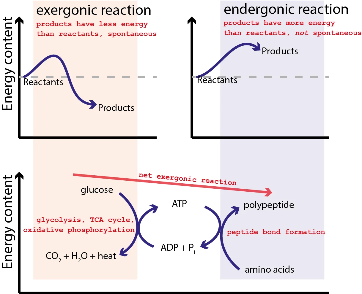 Diagram showing coupled reactions where exergonic reactions like glucose oxidation drive ATP synthesis, and ATP hydrolysis then powers endergonic reactions like protein synthesis