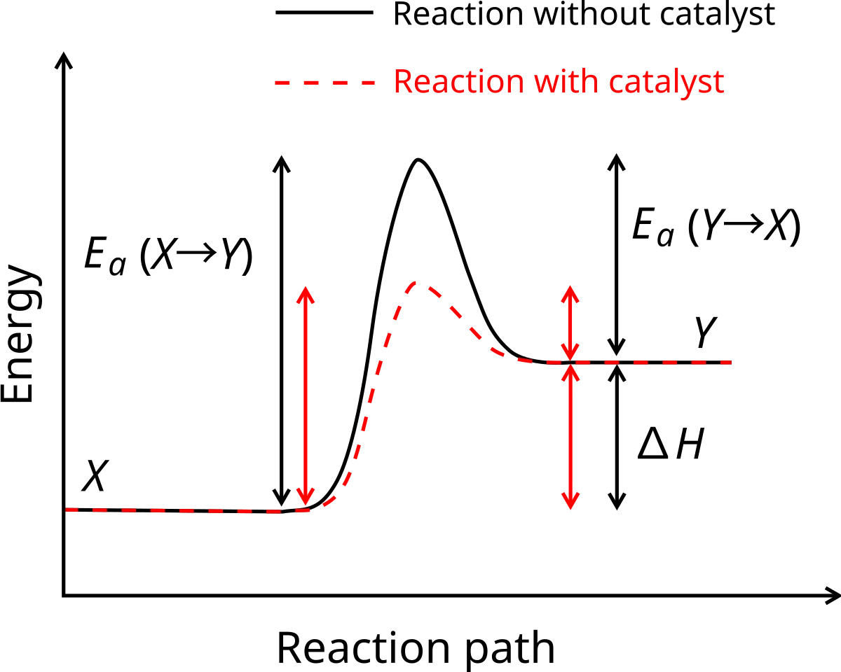 Energy diagram showing reactants X at lower energy, products Y at higher energy, with activation energy Ea labeled for both forward and reverse reactions, and delta-H showing the overall enthalpy change. A dashed red line shows the lower activation energy pathway with a catalyst.