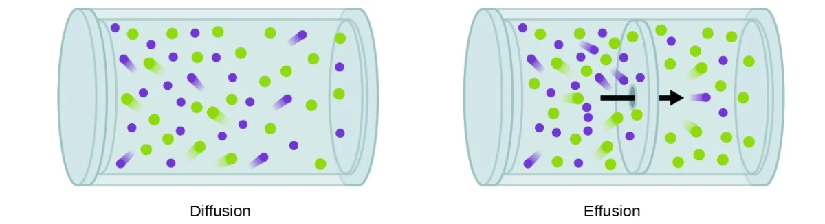 Side-by-side comparison of diffusion and effusion. Left: diffusion shows two types of gas molecules (purple and green) spreading and mixing throughout a container. Right: effusion shows gas molecules escaping through a small hole in a barrier, with lighter molecules passing through more quickly.
