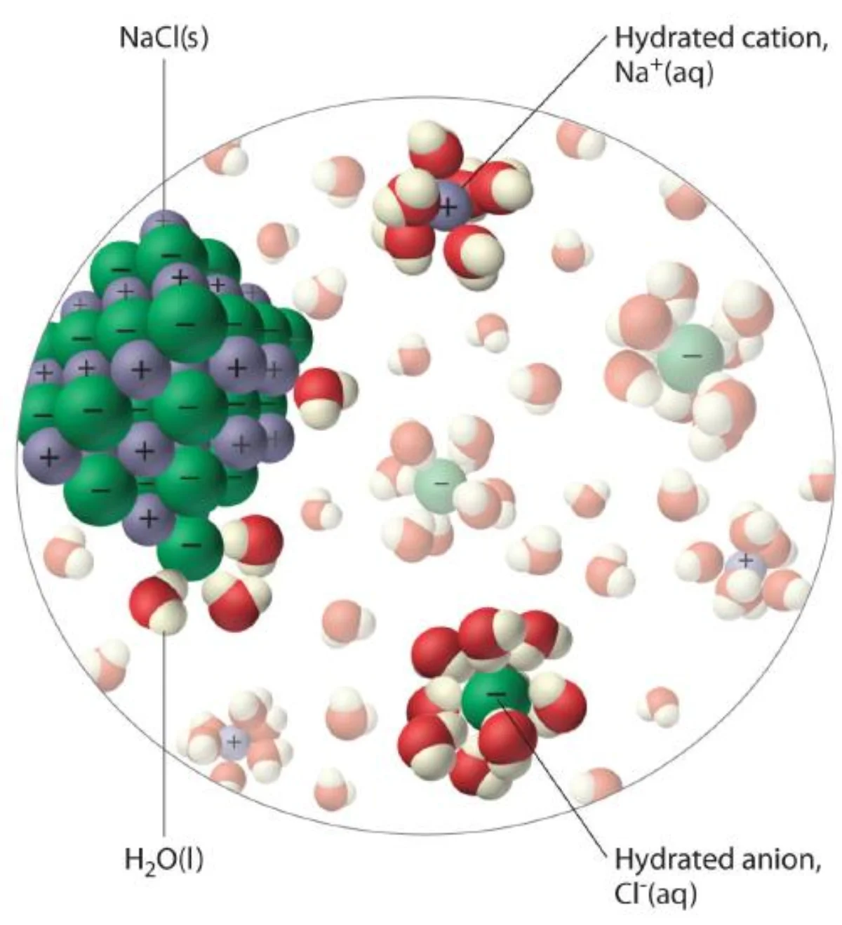 Detailed diagram showing hydration shells around Na+ and Cl- ions in water. Water molecules orient their oxygen atoms toward Na+ (partial negative attracts positive ion) and their hydrogen atoms toward Cl- (partial positive attracts negative ion). Multiple layers of oriented water molecules form the hydration shell.