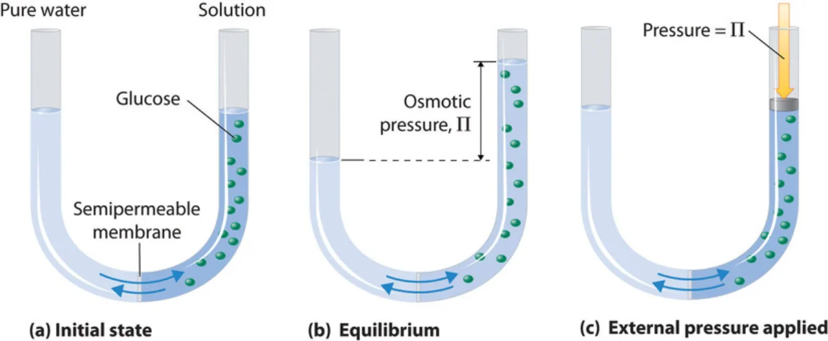 U-tube diagram demonstrating osmotic pressure. One side contains pure solvent and the other contains a solution, separated by a semipermeable membrane at the bottom. The solution side rises higher as solvent flows through the membrane by osmosis. The height difference corresponds to the osmotic pressure.