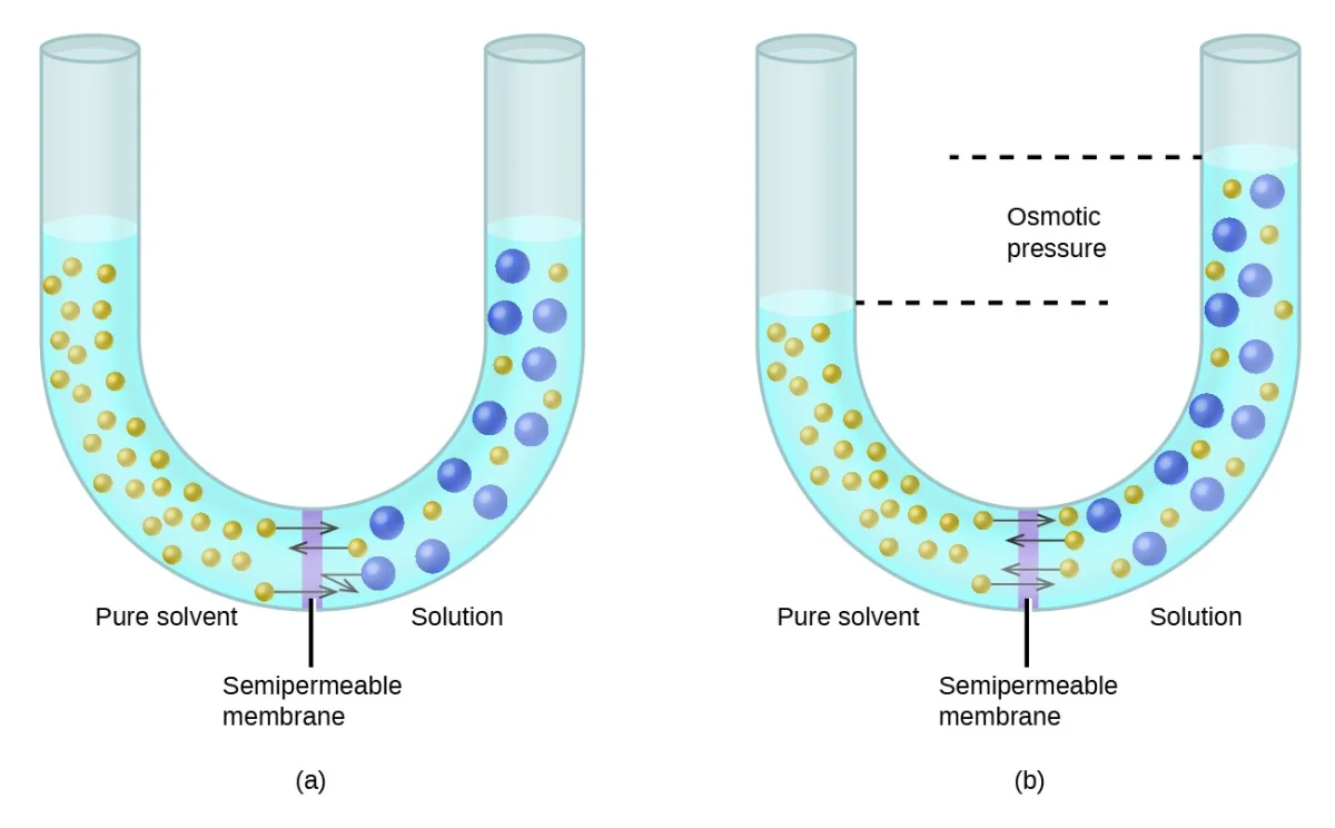 Diagram showing osmosis across a semipermeable membrane. Water molecules pass through the membrane from the dilute side (low solute concentration) to the concentrated side (high solute concentration). Solute particles are too large to pass through the membrane pores.