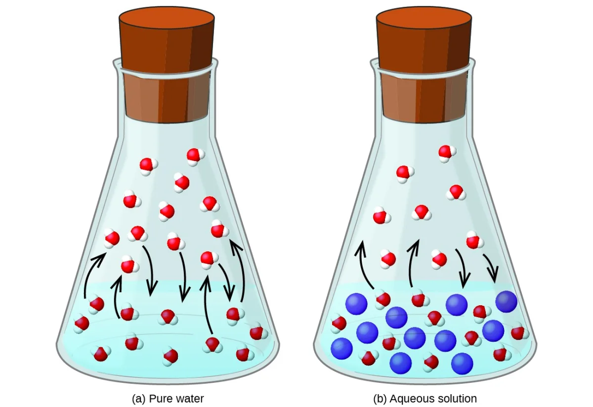 Diagram illustrating Raoult's law showing that the vapor pressure of a solution is lower than that of the pure solvent. Solute particles at the liquid surface block some solvent molecules from escaping, reducing the rate of evaporation and lowering the equilibrium vapor pressure.