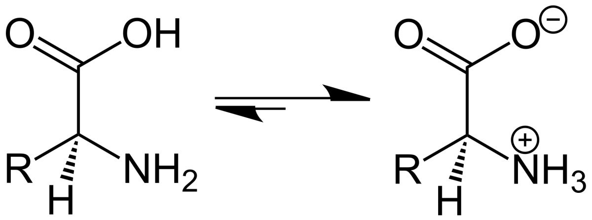 Amino acid zwitterion showing protonated amine (NH3+) and deprotonated carboxylate (COO-) at physiological pH